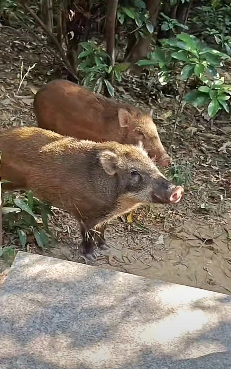 数十头野猪拖家带口乞讨为生