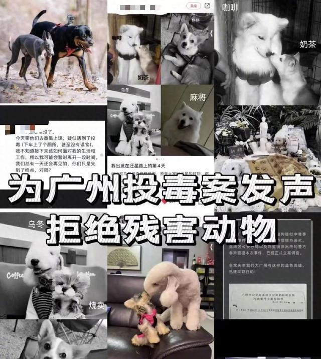 广东宠物狗中毒事件死亡数字持续上升