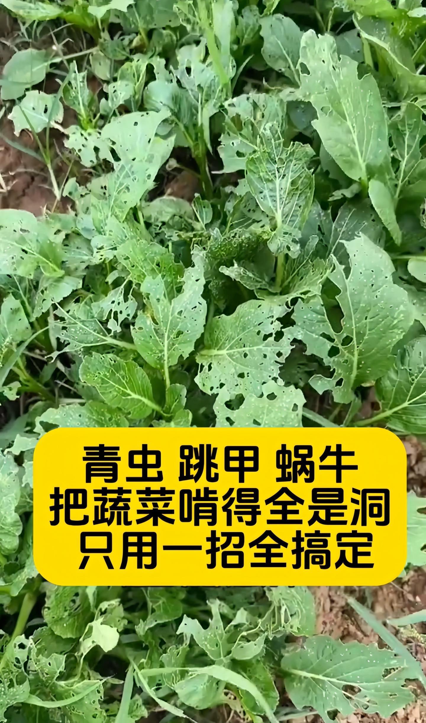 上海学校食堂惊现青虫蜗牛