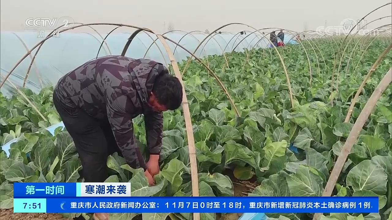 寒潮下蔬菜稳产保供的方法