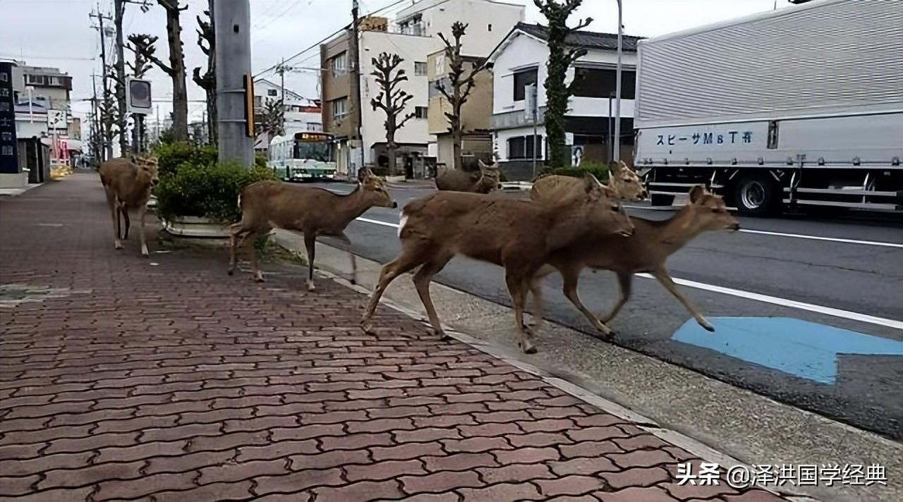 高校现野猪狂奔，学校回应