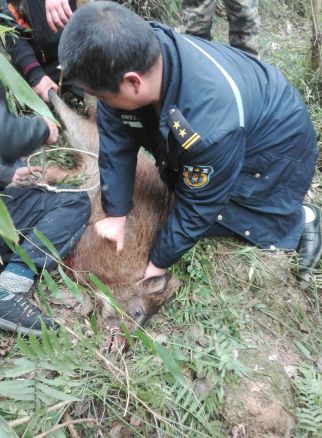 男子收养每日蹭吃的野猪，人与自然的和谐共处之道探索