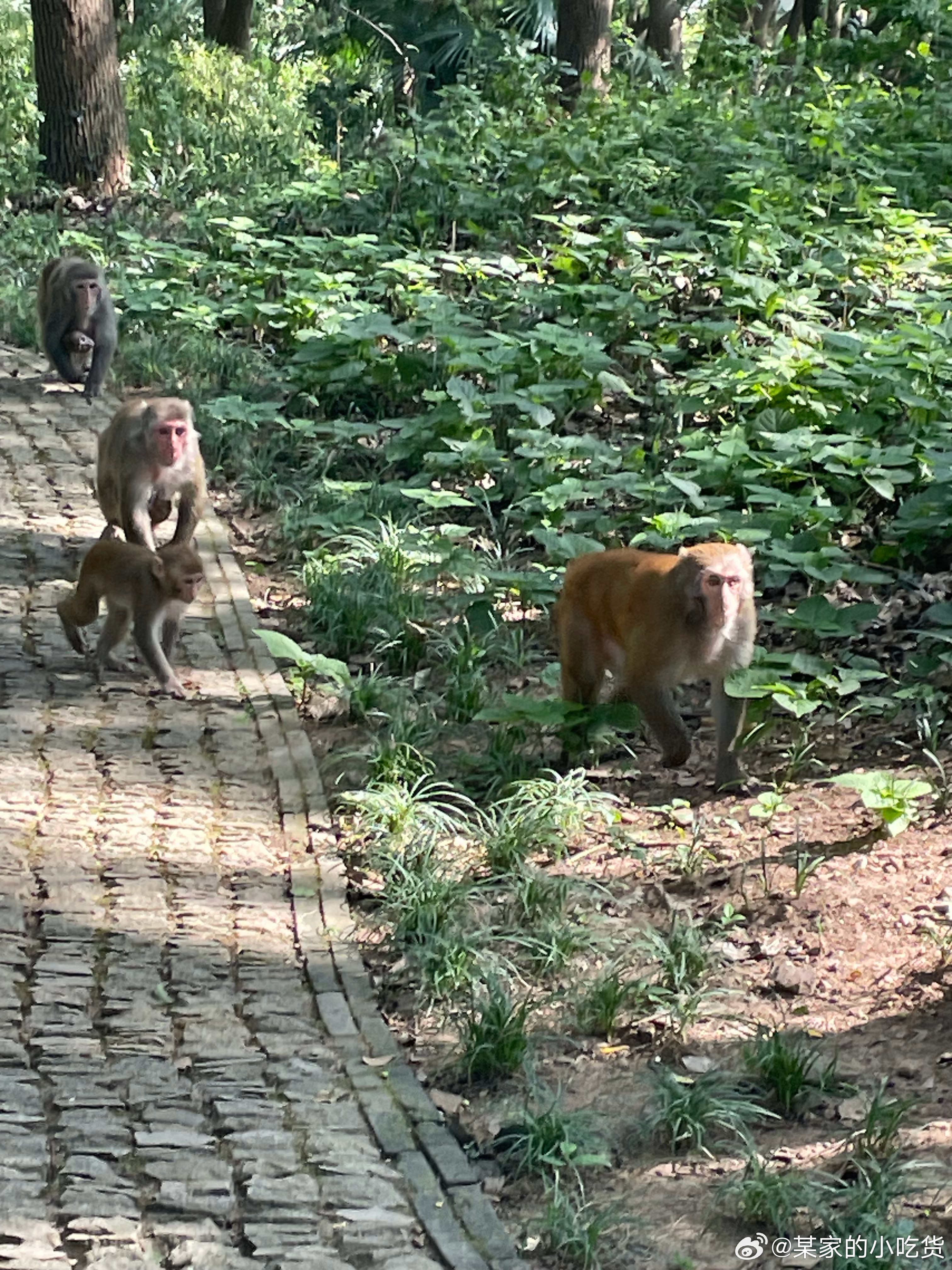 猴群不讲道理扒游客裤子