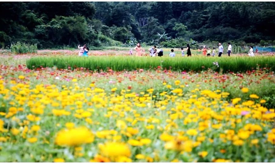 琼瑶阳明山花葬，永恒的诗意与远方之梦