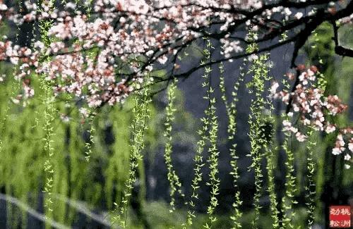 钱塘湖春行白居易，西湖春景生机盎然