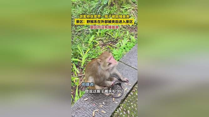 张家界游客与猴子互殴事件，人与自然和谐共处引发社会深思