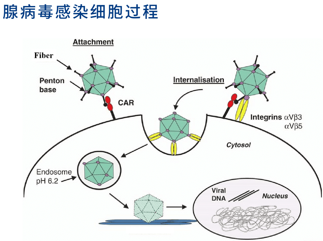 腺病毒抗原，了解与预防