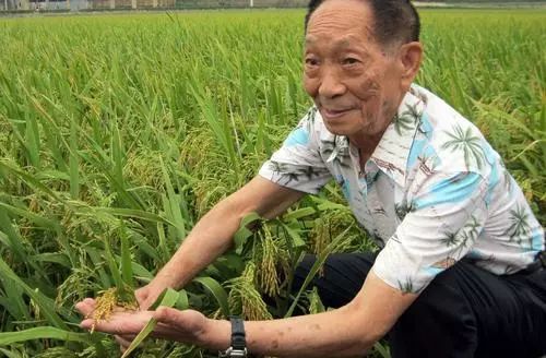 Title: Yuan Longping: The Man Who Changed the Course of Chinese Agricultural History