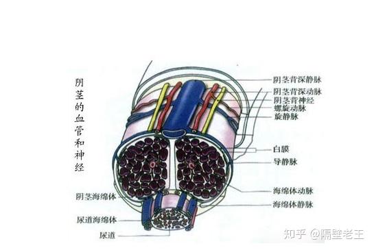 海绵体，一个涉黄问题的解析