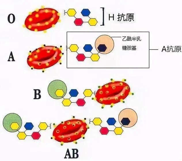 云南发现神秘恐龙血，探寻古老生命的独特印记