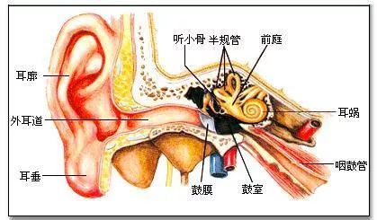 奥地利耳蜗进水后的紧急处理与预防措施