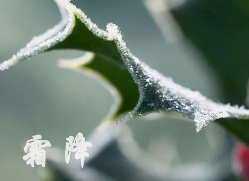 霜降，The Frost Descends，霜降，The Frost Has Fallen，霜降，The Frost Descends Upon Us，霜降，The Frost Has Descended，霜降，The Frost Descends On The World，霜降，The Frost Has Descended On The World，霜降，The Frost Descends On The Earth，霜降，The Frost Has Descended On The Ear