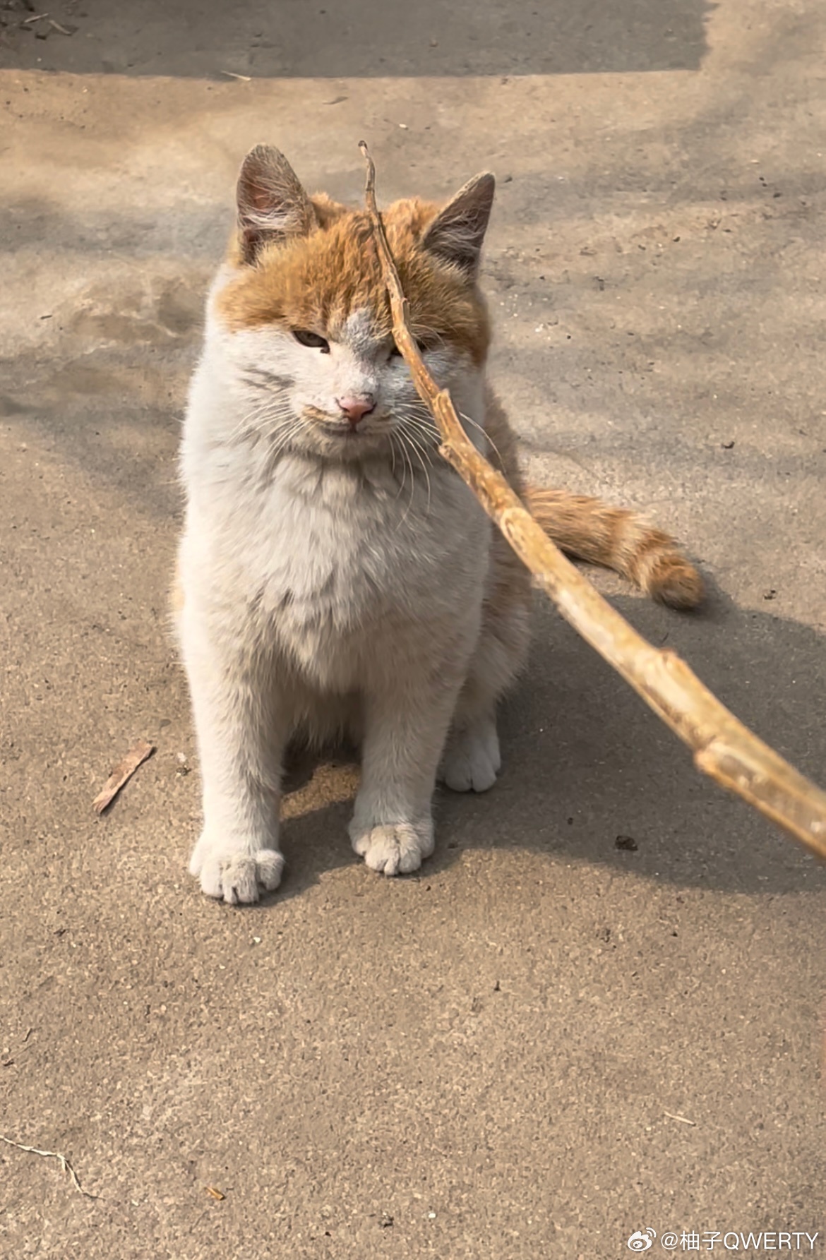 猫的独特魅力，一种无法抗拒的存在