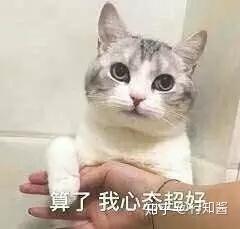 洋抖难民交猫税背后的真相揭秘