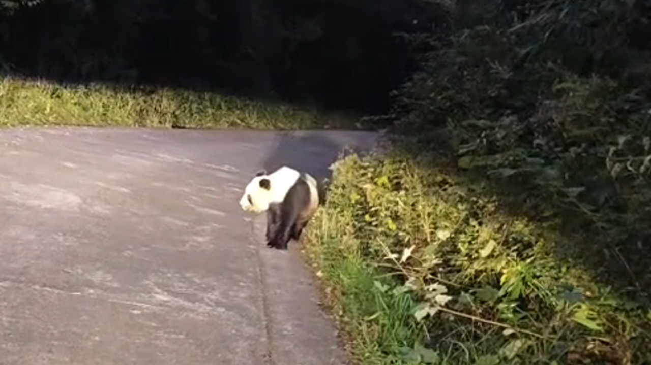 野生大熊猫公路上的奇特行为，生态保护的重要启示