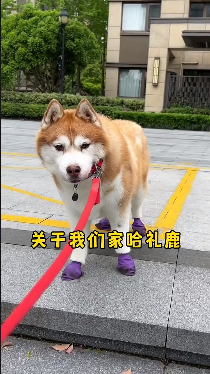 网红犬哈礼鹿的离世，怀念与反思的哀思