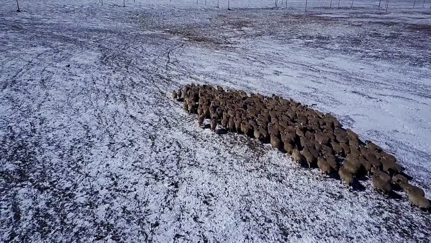 内蒙古雪雕奇观，草原骆驼群被冰封成自然艺术品